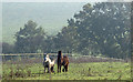 Ponies in field