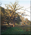 Dead tree near field boundary