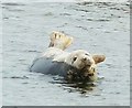 HU4623 : Waving seal by Rob Farrow