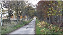 NT5370 : Minor road, Beech Hill by Richard Webb