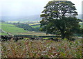 NZ6907 : South from Danby Low Moor by Graham Horn