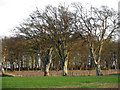 Tree and fields, Gallowhill