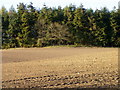 Sown field near Meikleour