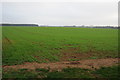 Winter cereals, Fairford