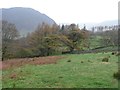 Woodland and pasture above Crummock Water