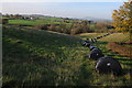 Silage bales in the Trothy valley