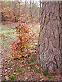 The New Forest autumn colour