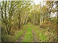 Former railway track (in autumn)