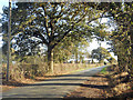 Lane outside Mannings Farm