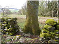 Tree in the wall near Forneth