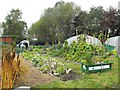 The vegetable plot - general view