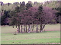 Clump of trees, Kirkton of Collace