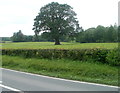 Oak in early June viewed from the A40 west of Llandovery