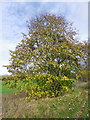 SU0426 : Common Lime Tree, Broad Chalke by Maigheach-gheal