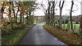 Beech lined road