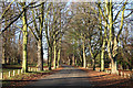 Lime Tree Avenue