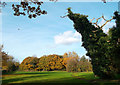 Dead Tree with Ivy