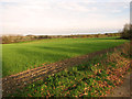 Cultivated fields north of Willingham Hall