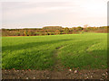 Fields south-east of Ellough