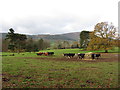 Cows near Abergavenny