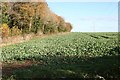 Near Lower Wyke Farm, Hampshire