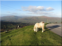 SO2512 : Horse beside the B4246 at Garn Ddyrys by Gareth James