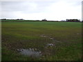 Farmland near Forest