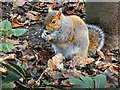 SD7406 : Grey Squirrel at Moses Gate Country Park (3) by David Dixon