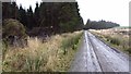 Road, Blairadam Forest