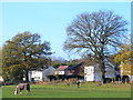 Field at Wyke