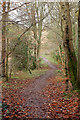 Footpath in Langlee Woodland