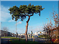 Tree and Traffic Lights