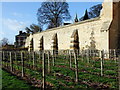 SK9771 : Vineyards outside Lincoln Medieval Bishops' Palace by PAUL FARMER
