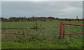 SK4964 : Field near Batley Farm by Andrew Hill