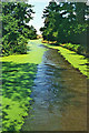 Duckweed, Coventry Canal, 1975