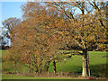 Autumnal trees at Little Pigstrood