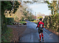 Herding Jacob Sheep on Stapleford Lane