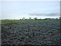 Crop field, Miry Banks