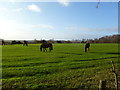 Horton Heath, horse grazing