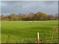 Mannington, sheep grazing