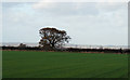 Tree on field boundary