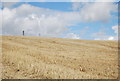 Wheat stubble