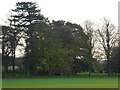 TF6527 : Trees near Wood Farm, Wolferton, Norfolk by Richard Humphrey