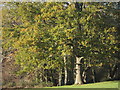 Woodland near Wet Wood