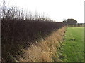 Hedgerow beside Allerton Wath Road