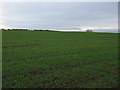 Farmland, Brockholme Farm