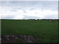 SE3591 : Farmland near Otterington House by JThomas