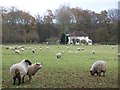 Field of sheep and house