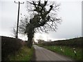 Ivy-covered tree alongside Booth Bed Lane