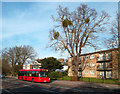 Mistletoe and Bus, Bromley Common